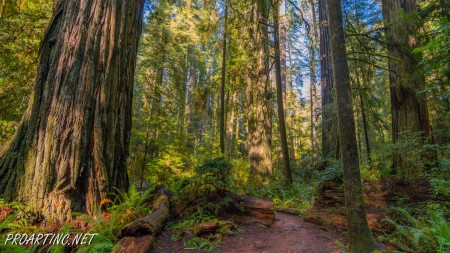 Boy Scout Tree Trail 27