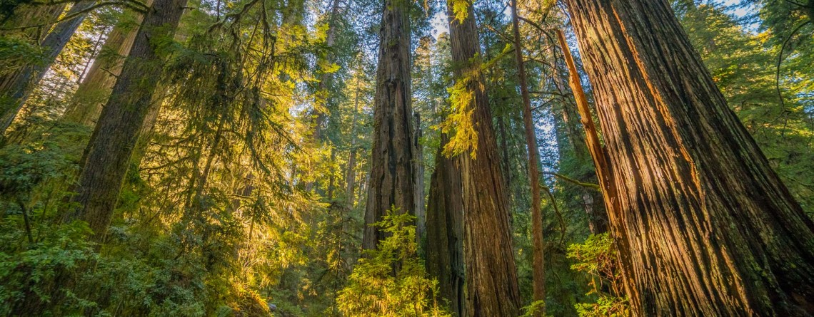 Boy Scout Tree Trail 3