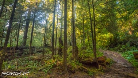 Boy Scout Tree Trail 8