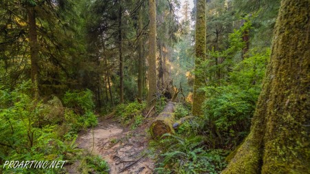 Boy Scout Tree Trail 9