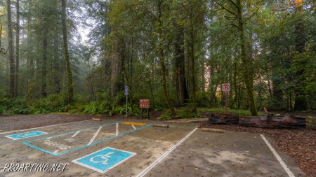 Jedediah Smith Redwoods State Park Campground 11