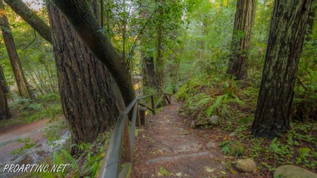 Jedediah Smith Redwoods State Park Campground 19