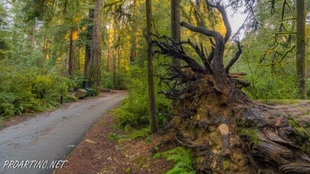 Jedediah Smith Redwoods State Park Campground 20