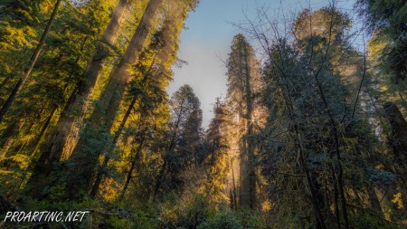 Jedediah Smith Redwoods State Park Campground 24