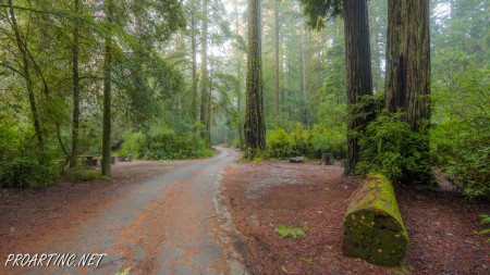 Jedediah Smith Redwoods State Park Campground 4