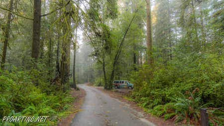 Jedediah Smith Redwoods State Park Campground 7