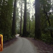 4K Relax Video - Howland Hill Road, Jedediah Smith Redwoods State Park