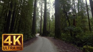 4K Relax Video - Howland Hill Road, Jedediah Smith Redwoods State Park