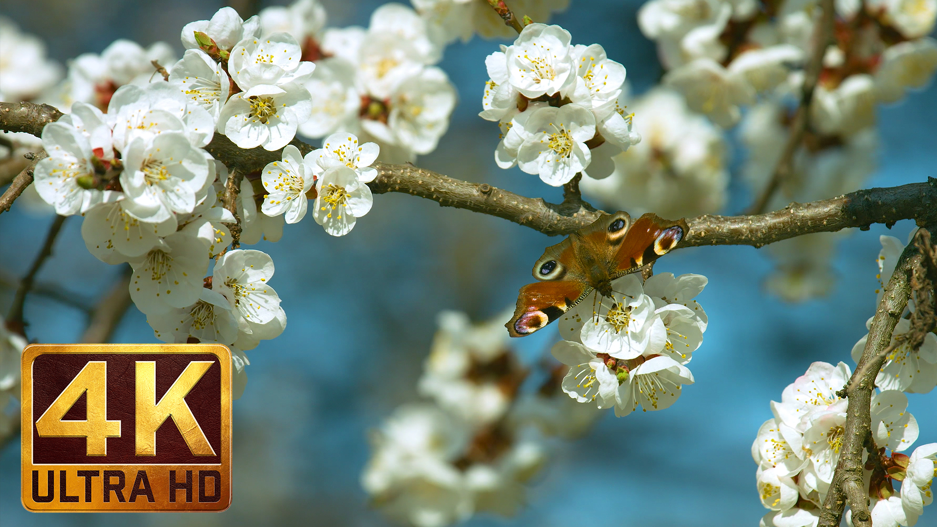 4K Spring Flowers Relax Video - Flowers and Leaves 3 | ProArtInc