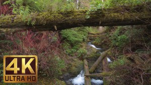 4K Waterfall in Forest - Quinault Rainforest Loop Trail - 2.5 HRS