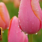Wooden Shoe Tulip Festival in Oregon - 4K Nature Relax Video