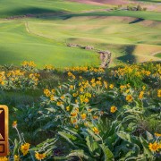 Steptoe Butte State Park, Spring Flowers