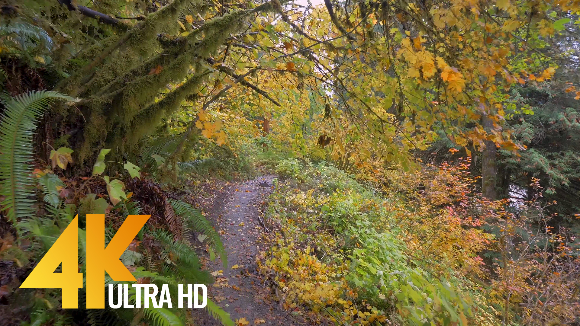 4K Nature Relaxing Views & Nature Sounds – Autumn Trail Walk – 2.5 HRS ...