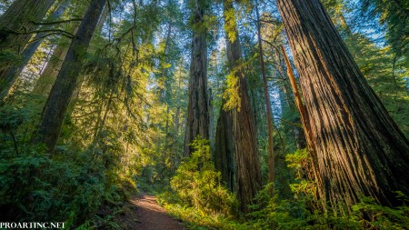 The Boy Scout Tree Trail - Redwood Hikes