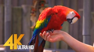 Colorful Parrots with Relaxing Music and Bird Sounds