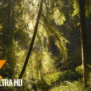 8 Hours of Relaxing Sounds of Water Stream in the Morning Forest for Sleep & Study in 4K Resoluciaon