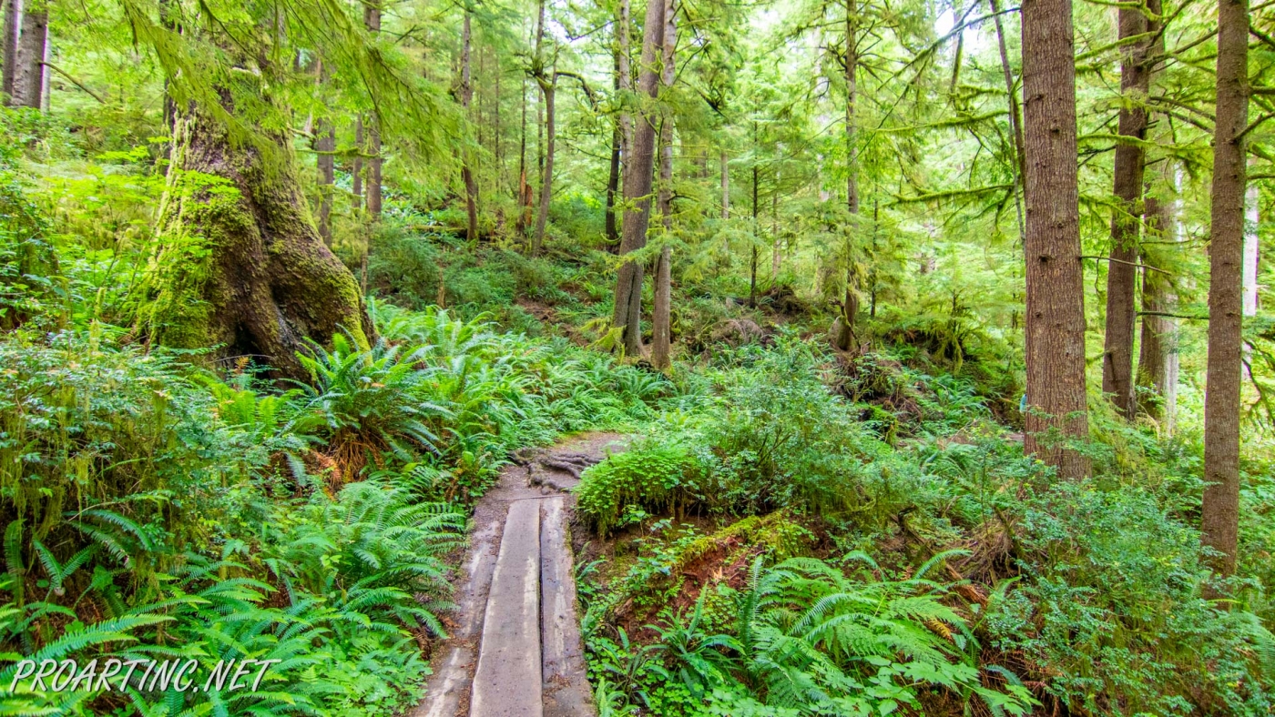 CLATSOP LOOP TRAIL | ProArtInc