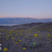 DEATH VALLEY WILDFLOWERS 10 HOURS
