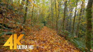 Autumn Walk Trail 2