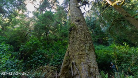 Giant Spruce Trail 1