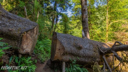Giant Spruce Trail 10