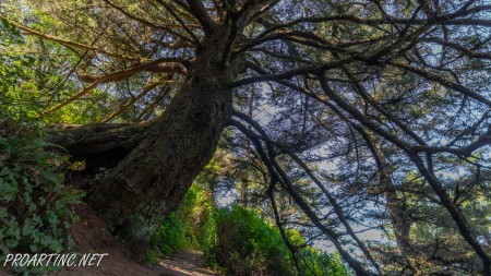 Giant Spruce Trail 12