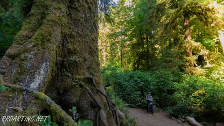 Giant Spruce Trail 2