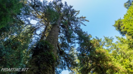 Giant Spruce Trail 3