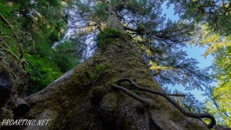 Giant Spruce Trail 4