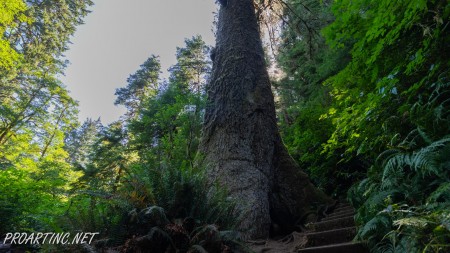 Giant Spruce Trail 5