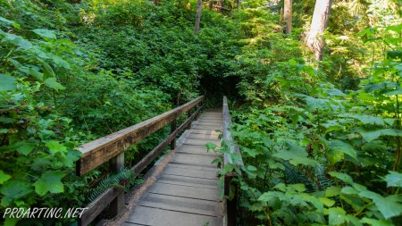 Giant Spruce Trail 6