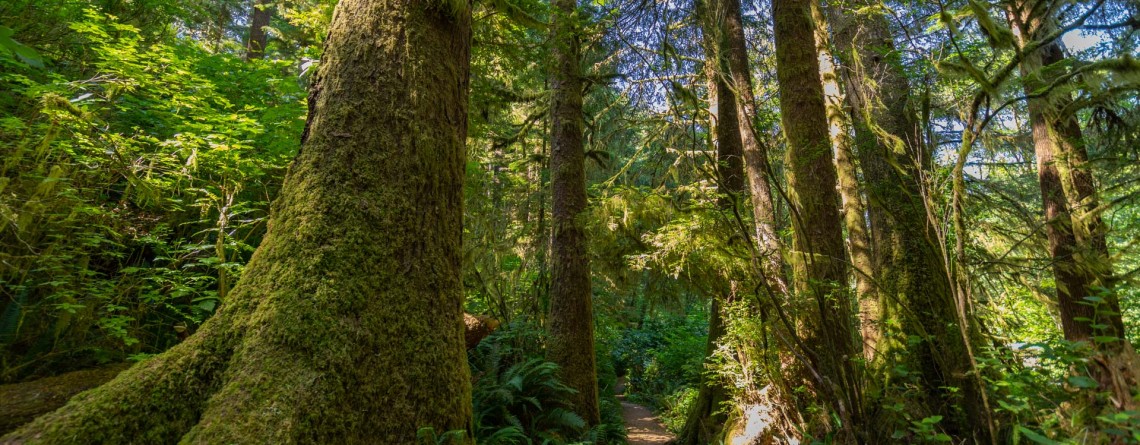 Giant Spruce Trail 8