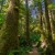 Giant Spruce Trail 8