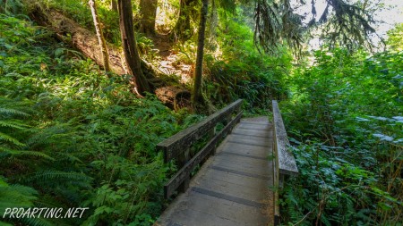 Giant Spruce Trail 9