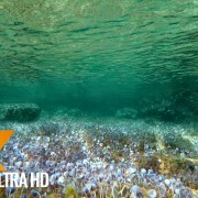 Underwater of the Adriatic Sea