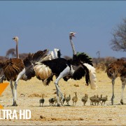 Ostrich the Flightless Bird