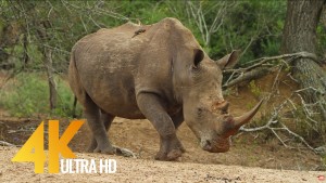 African Wildlife Rhinoceros and Hippopotam