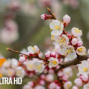 APRICOTS IN BLOOM PREVIEW