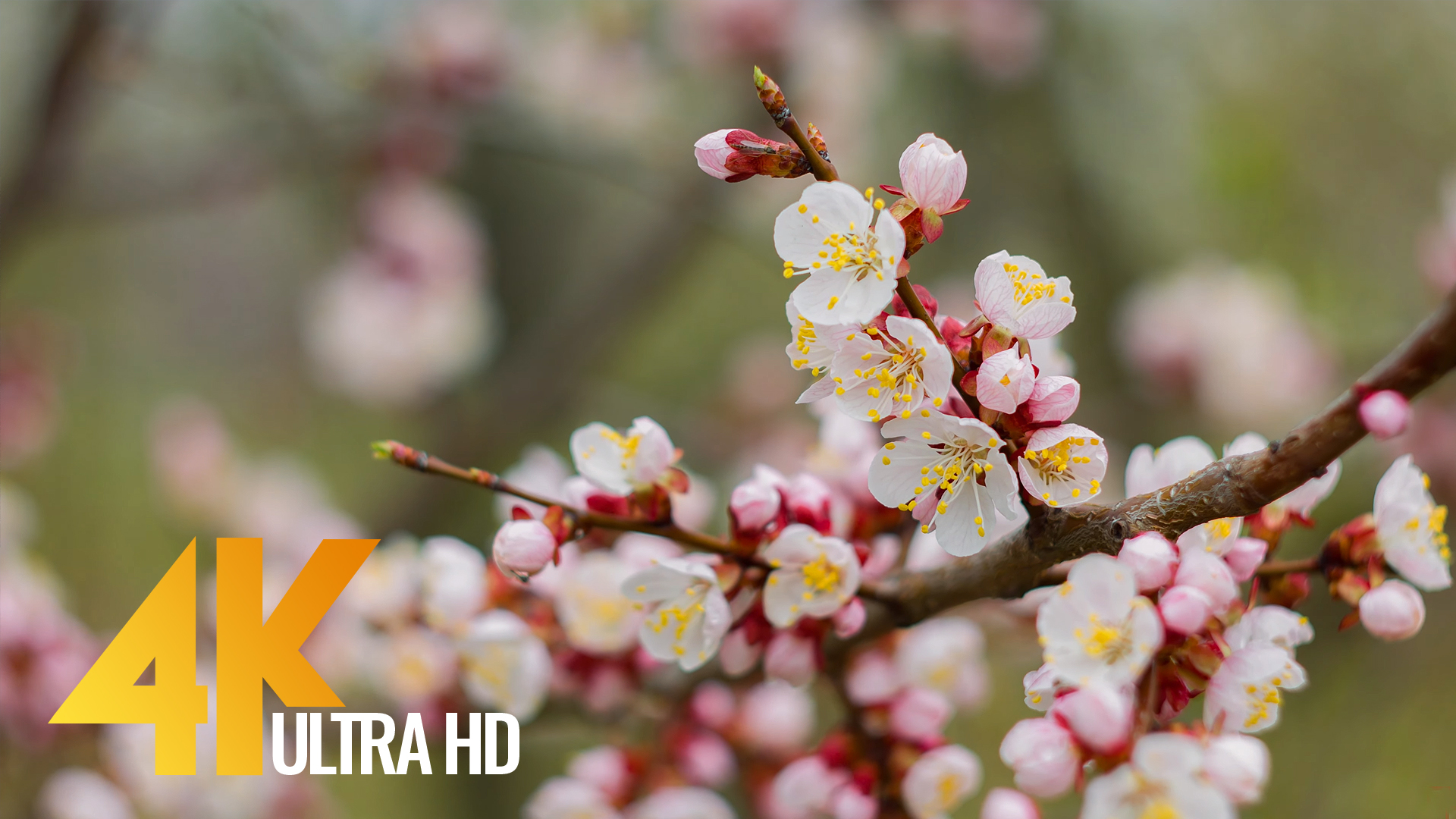 Apricots in Bloom 4K Nature Relaxing Spring Video ProArtInc