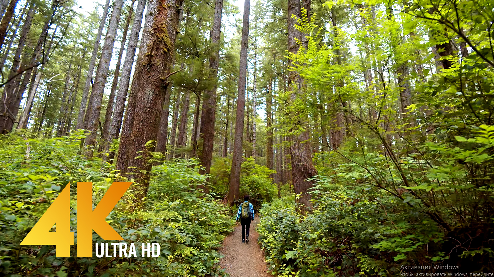 4K/4K HDR Olympic National Park Walking Tour | ProArtInc