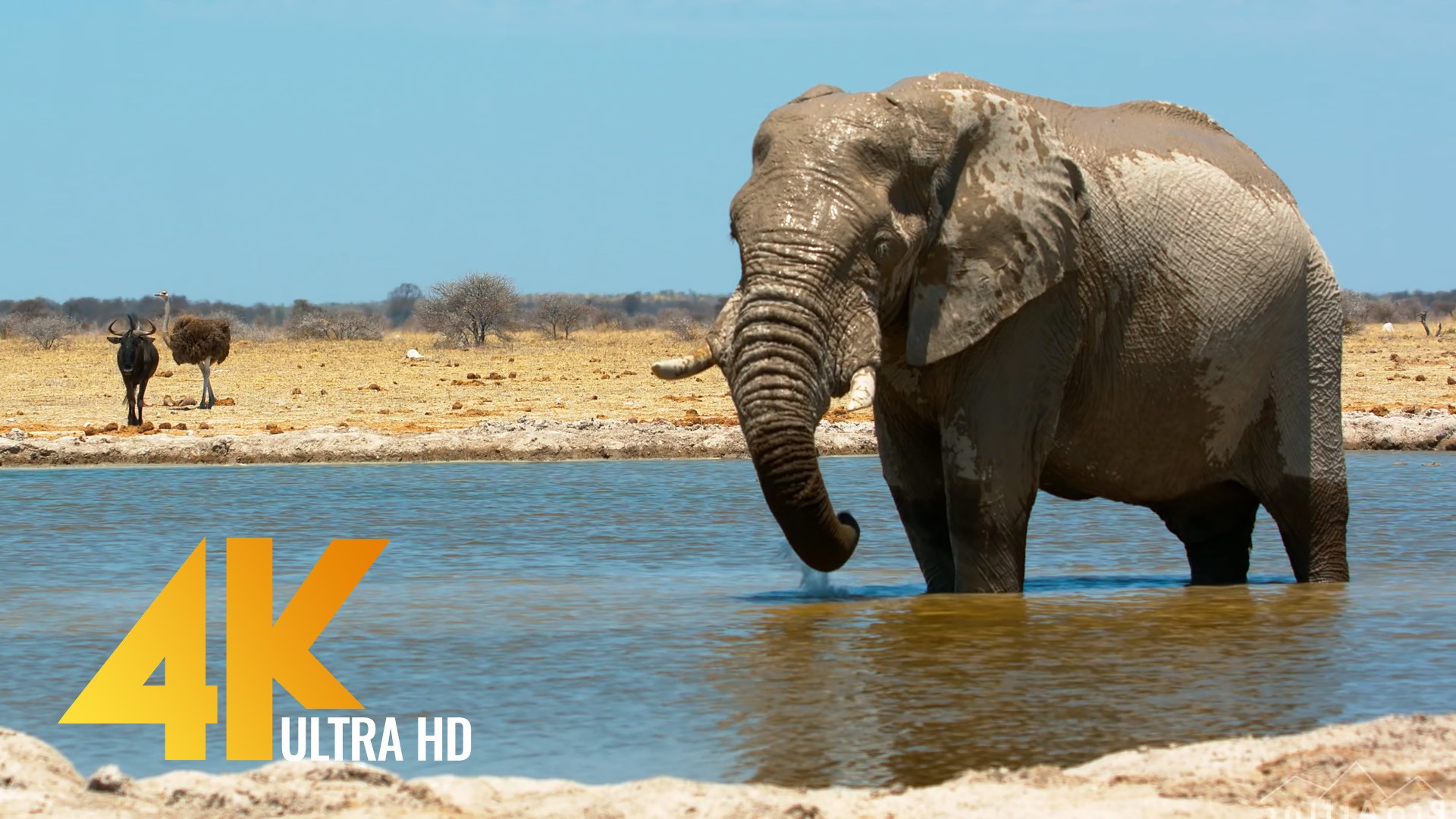 4K HDR African Wildlife: | ProArtInc