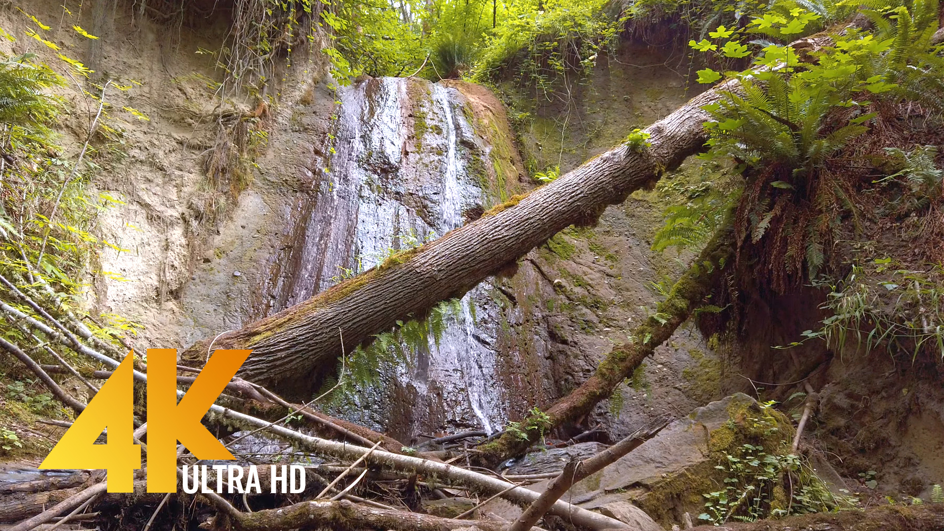 Coal Creek Natural Area, Newcastle, Washington State 4K Waterfall