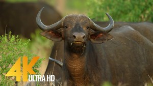 Buffalos of Africa, 4K Wildlife video