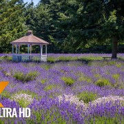 Martha Lane Lavender Farm