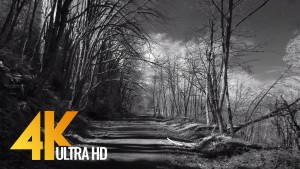 Walking Tour along Coal Creek Trail - Infrared Camera Black & White