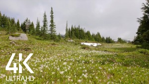 mountain-wildflowers