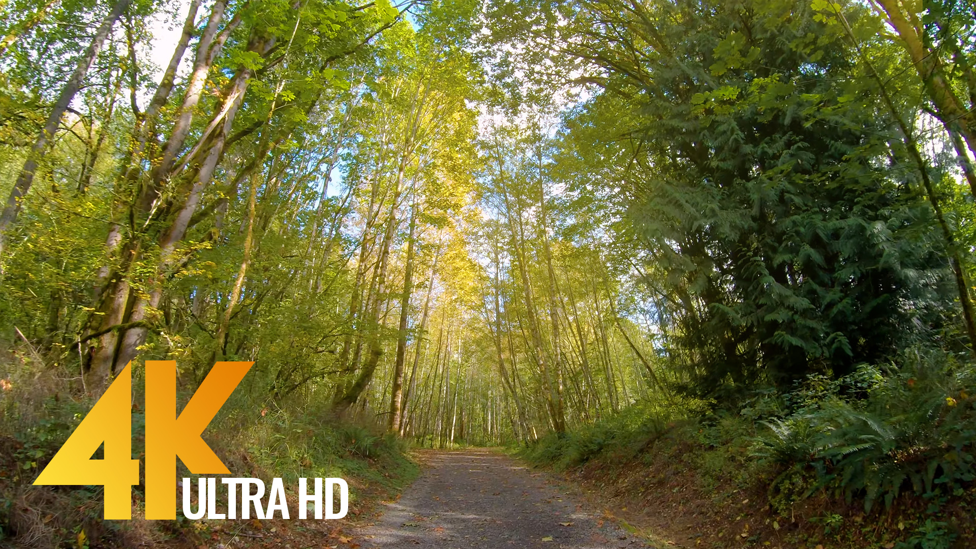 4K Forest Walk along Red Town and Cace Hole Trail Renton, WA ProArtInc