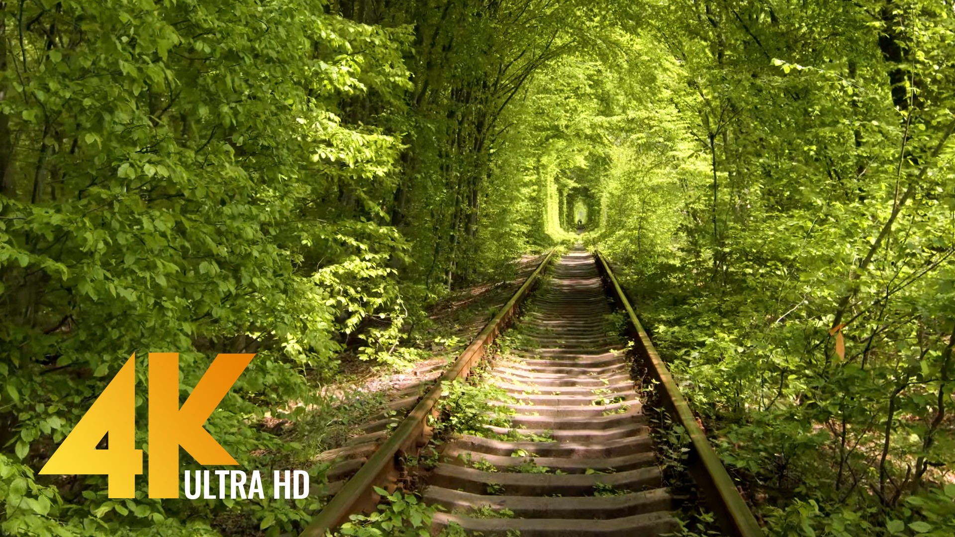 Tunnel of Love in Klevan, Ukraine - 4K Nature Relaxation Video - Ukraine | ProArtInc