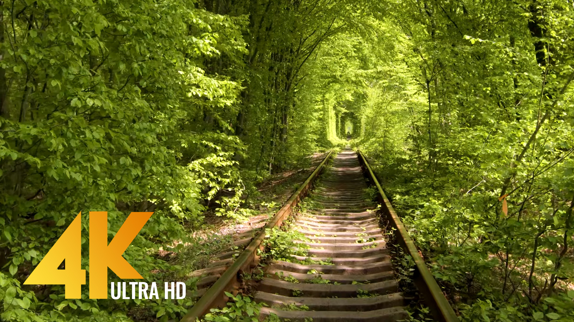 Tunnel of Love in Klevan, Ukraine 4K Nature Relaxation Video Trip
