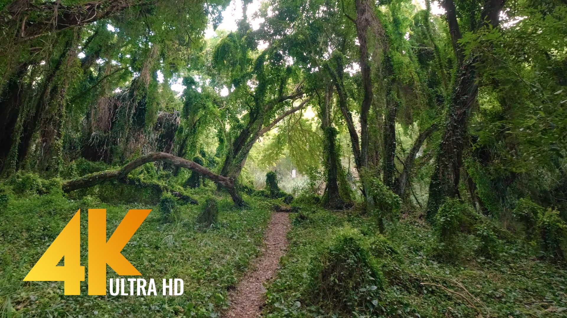 Virtual Walk through a Tropical Forest - 4K Virtual Hike | ProArtInc